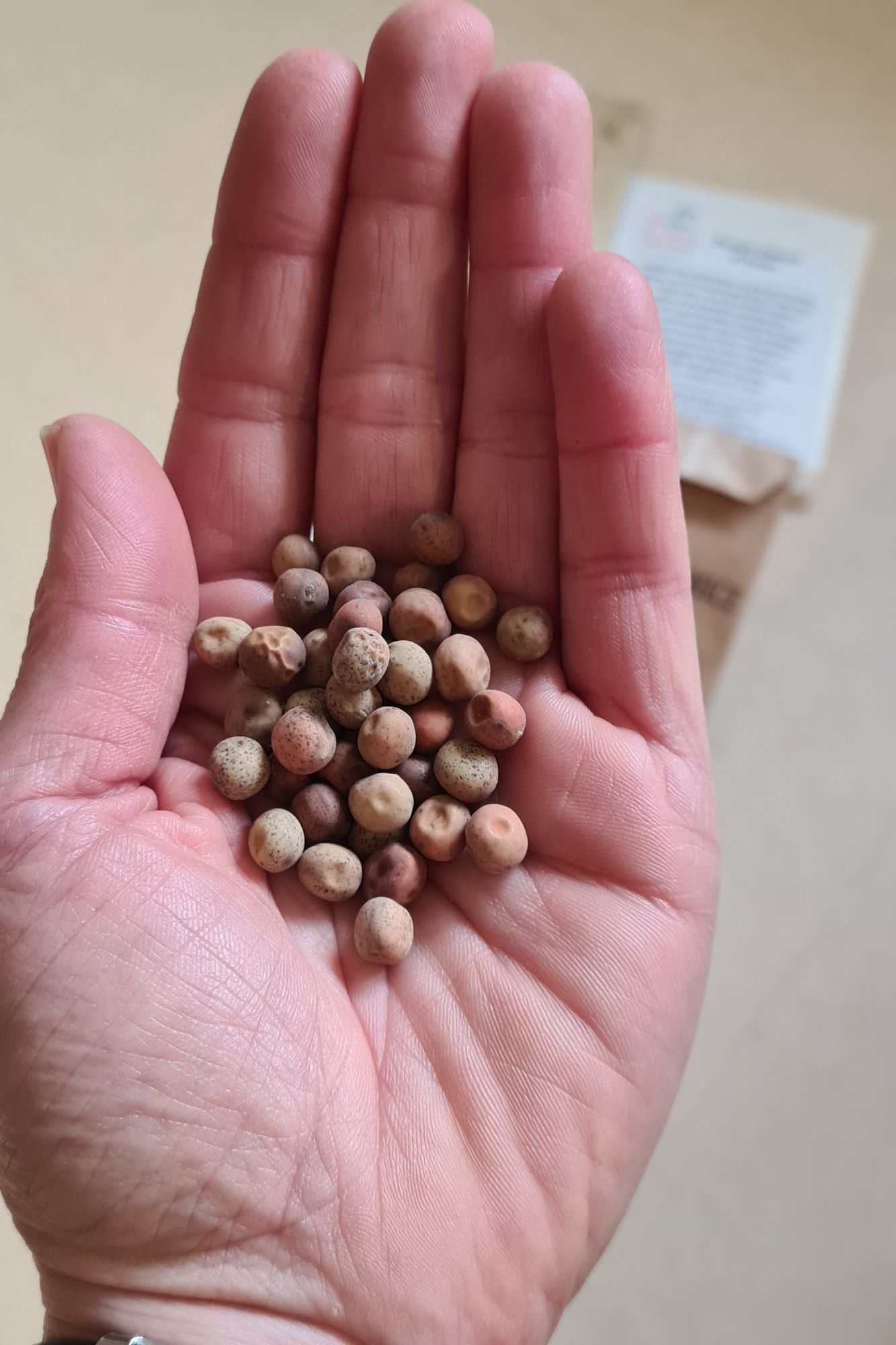 graines de petits pois de weggis - Ateliers Kaléido graines de petits pois de weggis - Ateliers Kaléido