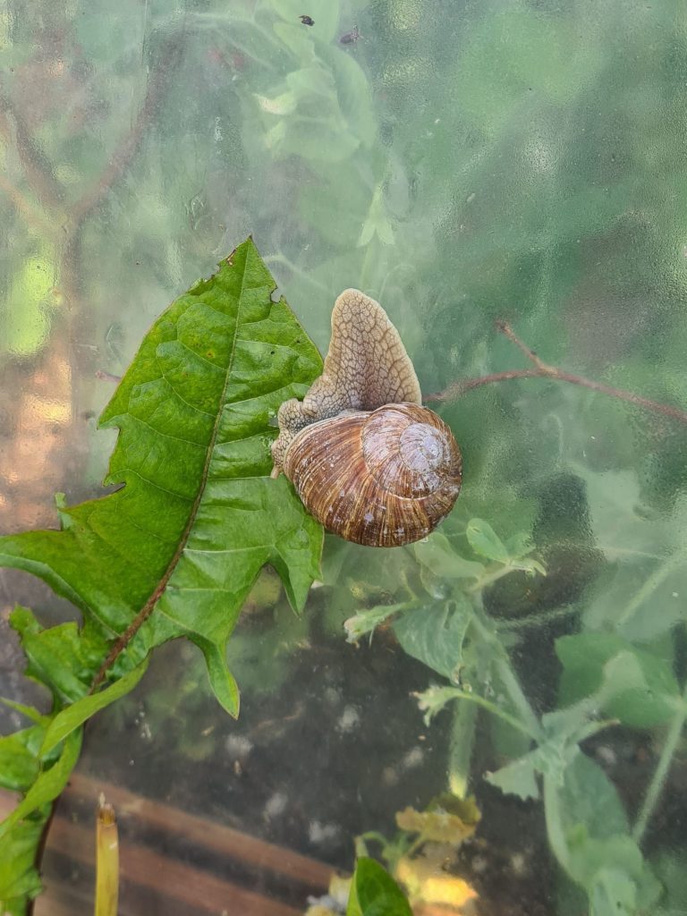 escargot serre