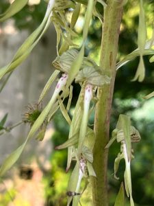 orchidée bouc
Ateliers Kaléido Permaculture