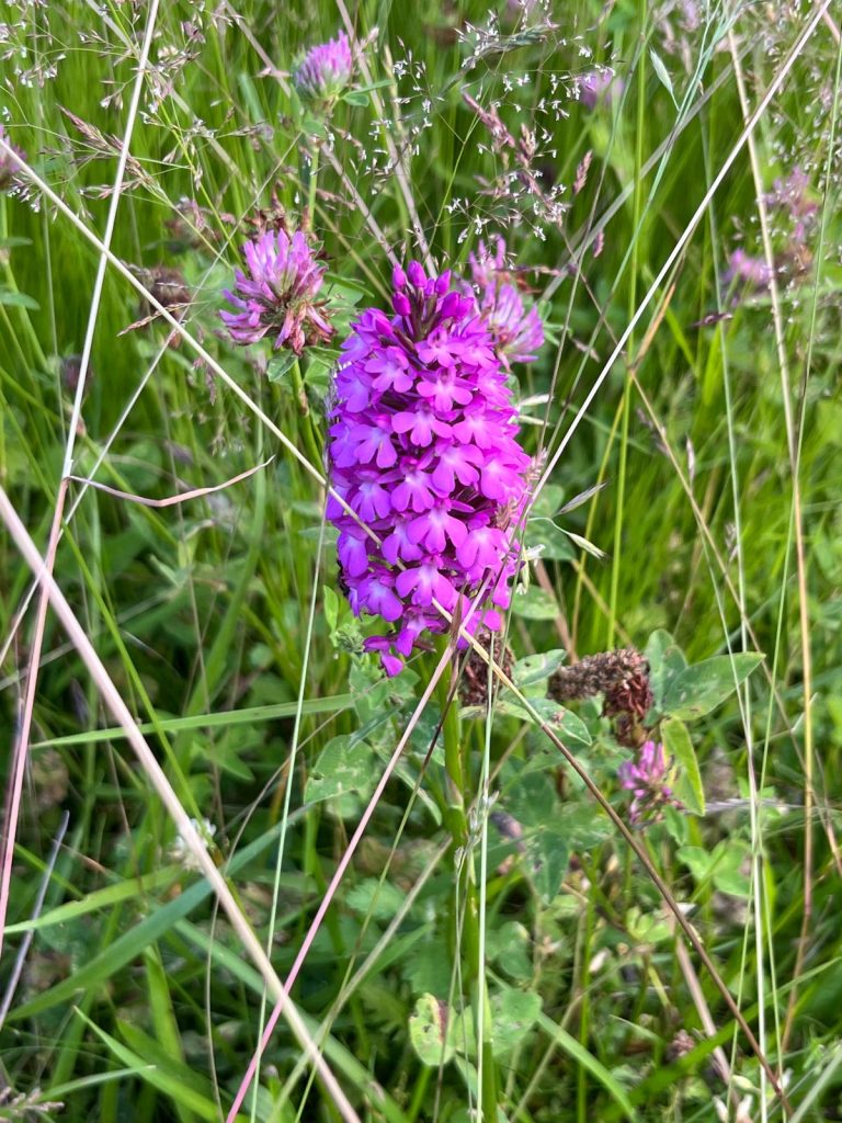 orchis pyramidal
Ateliers Kaléido Permaculture