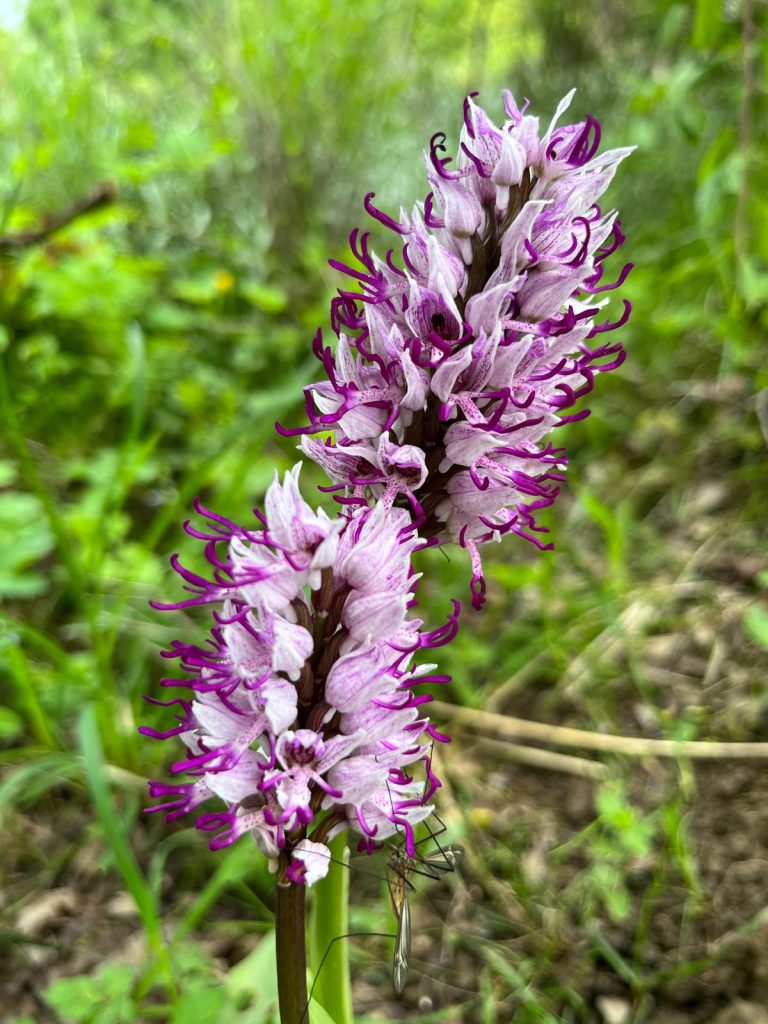 orchidée militaire Ateliers Kaléido Permaculture