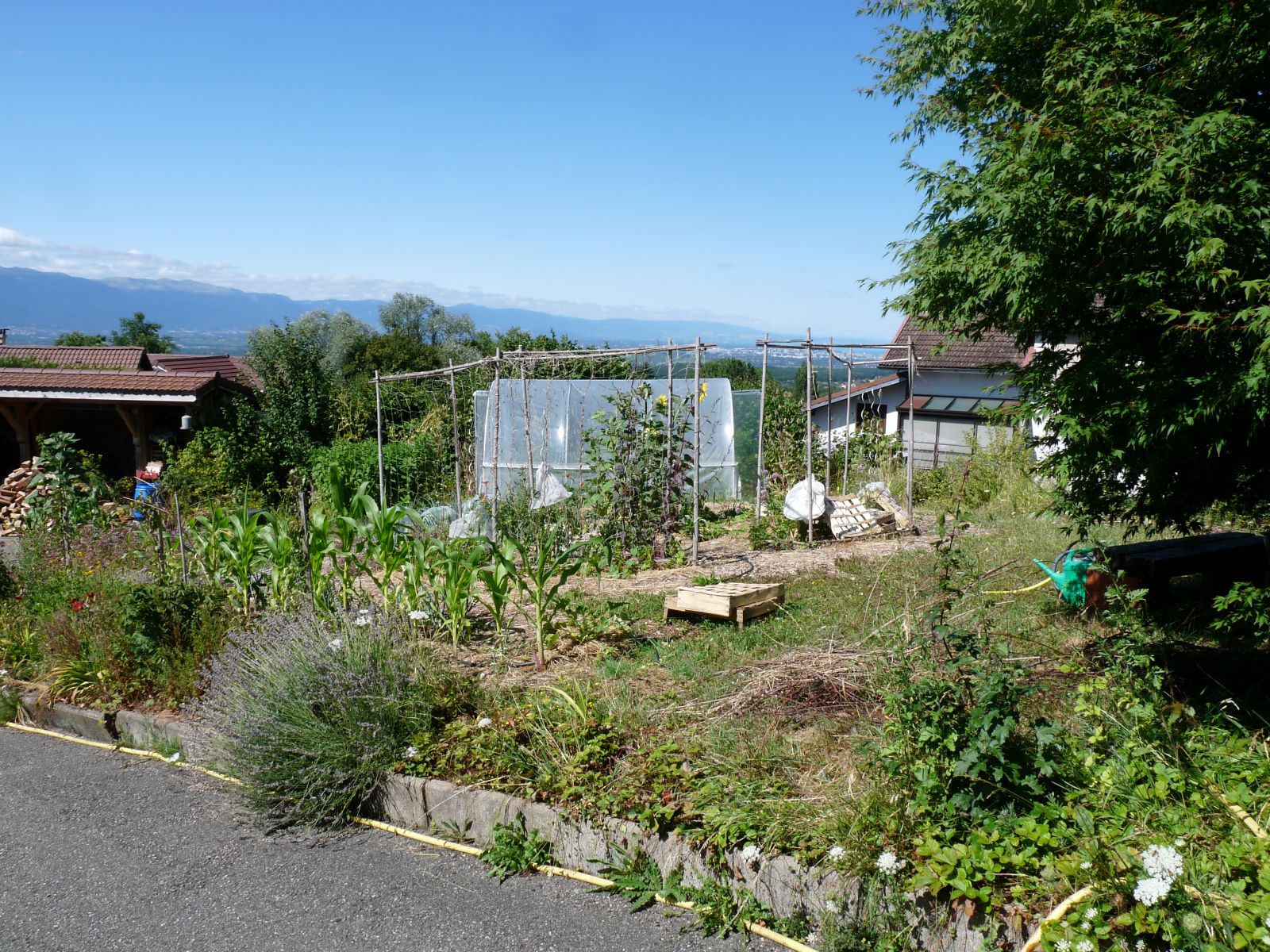 Cortillet permacole Juillet 2025 Cortillet permacole Juillet 2025