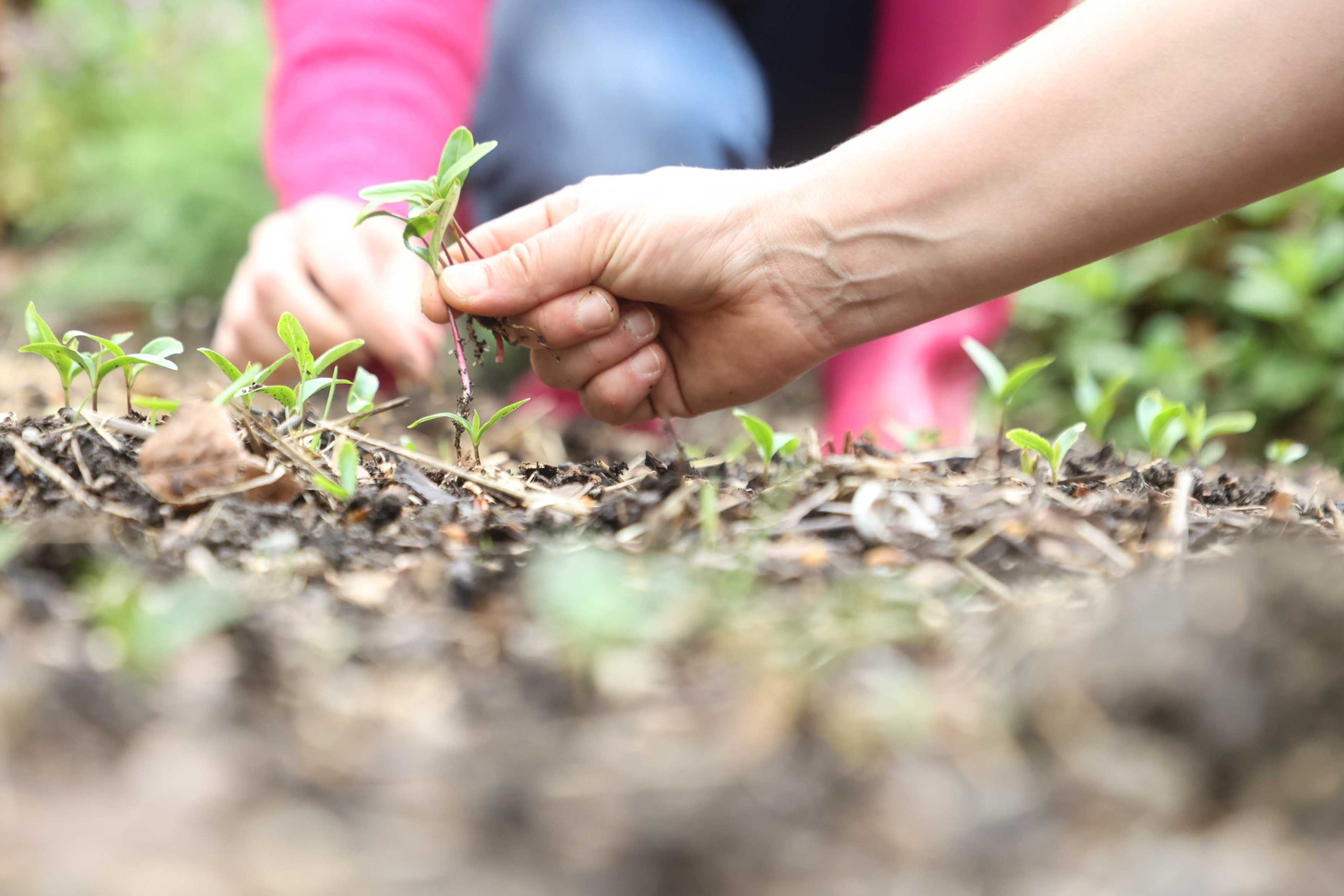 Coaching jardinage Ateliers Kaléido